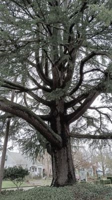 Conifer Tree Salem Oregon