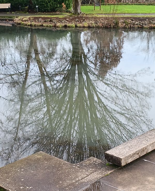 Reflection of tree in pond