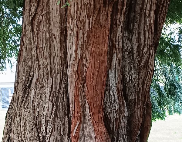 Hemlock bark on trunk