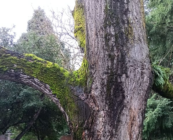 Tree trunk and major branch