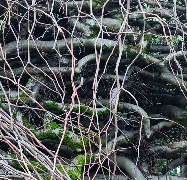 Tree branches that look like vines