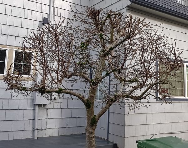 Small tree in front of house