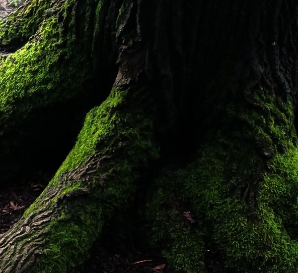Dark photo of tree roots