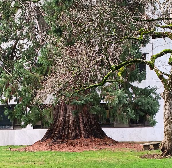 Sequoia trunk
